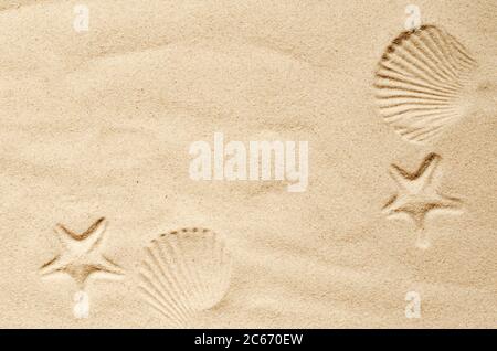 Top view of a sandy beach, texture of clean sand of a natural surface. Sand background. Imprints of mollusks and starfish in the sand. Stock Photo