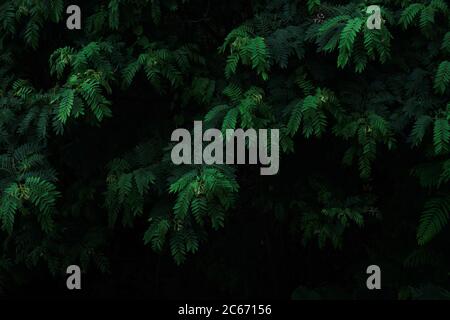 deep fresh green leaves texture background Stock Photo