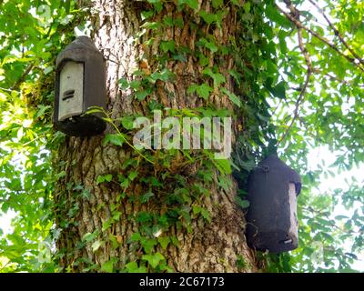 Bat boxes on a tree, Devon, UK Stock Photo