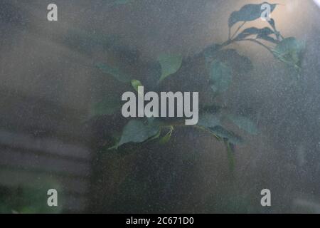 Foliage seen through an office window on 25th June 2020 in London, United Kingdom. Giving a mysterious atmosphere through frosted glass, the plants and leaves interract with light outside. Stock Photo