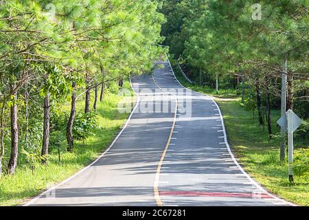 Asphalt road that is hilly and curved With pine trees on both sides of the road. Stock Photo