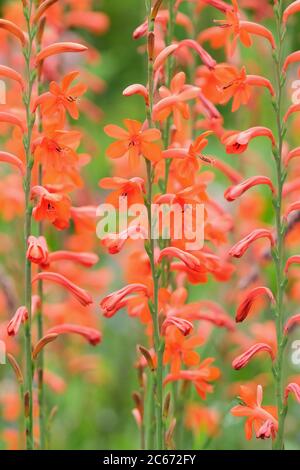 Orange flowers of Watsonia versfeldii, Bugle lily, Watsonia versfeldii J.W.Mathews & L.Bolus Stock Photo