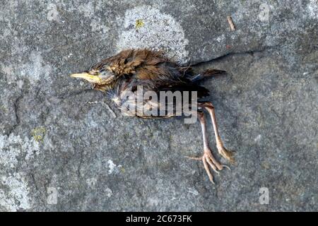 Dead fledgling house sparrow fallen out of a nest lying in stone background in July summer 2020 Carmarthenshire Wales UK   KATHY DEWITT Stock Photo