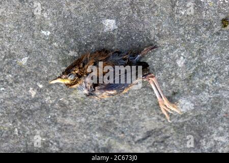 Dead fledgling house sparrow fallen out of a nest lying on stone background in July summer 2020 Carmarthenshire Wales UK   KATHY DEWITT Stock Photo