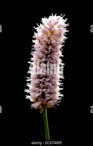 Common Bistort flowers Stock Photo