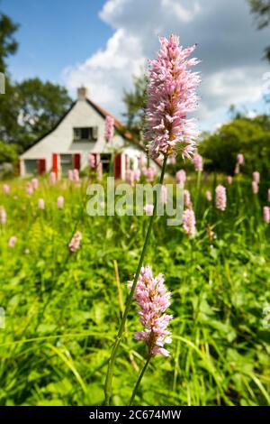 Common Bistort flowers Stock Photo