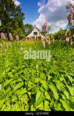 Common Bistort flowers Stock Photo