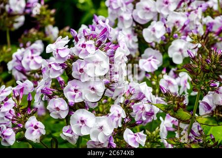 Garden Phlox paniculata  Pallas Athene Stock Photo