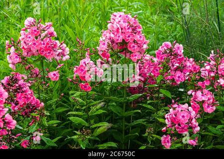 Garden Phlox paniculata Windsor Stock Photo