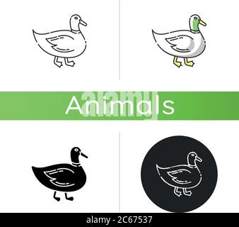 Domestic duck RGB color icon Stock Vector Image & Art - Alamy
