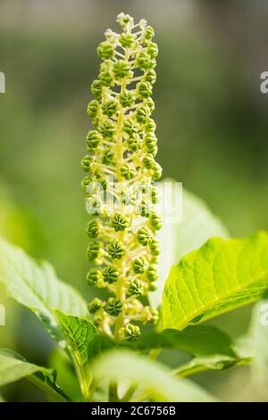Indian Pokeweed berries Stock Photo