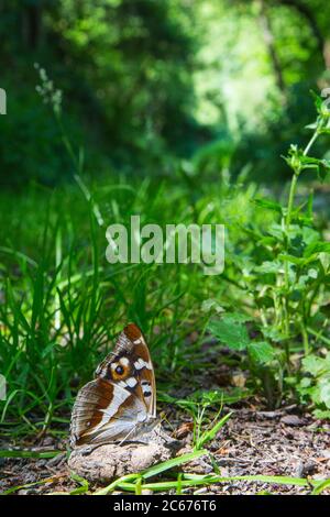 Mineral licking Purple Empero Stock Photo