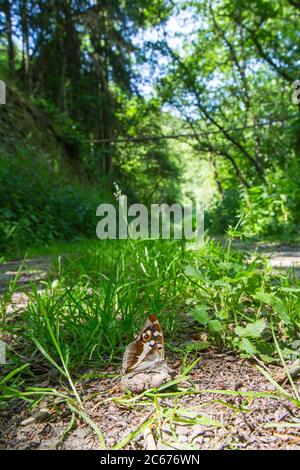 Mineral licking Purple Empero Stock Photo