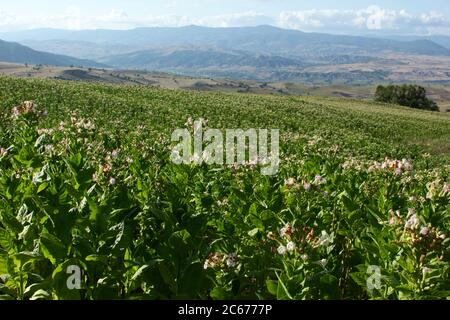 Flowering tobacco plant in the pasture Stock Photo