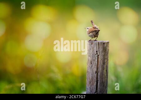 Close up of small Wren perched on top of post with cocked tail with wonderful summery bokah background Stock Photo