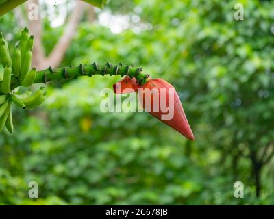 close up banana flower blossom on banana tree with bokeh green background Stock Photo