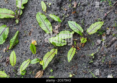 Red-veined Dock leaves Stock Photo