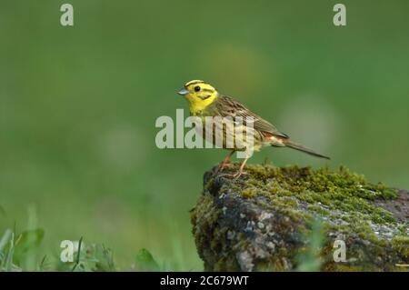 Yellowhammer male with the last lights of the evening Stock Photo