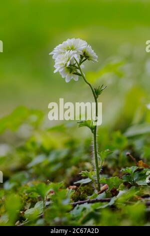 Meadow Saxifrage cultivar flowers Stock Photo