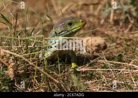 Ocellated lizard basking in the sun with the first morning lights Stock Photo