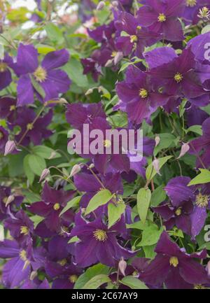 Summer Flowering Deciduous Climbing Clematis Plant (Clematis 'Silver Moon') Growing up a Pergola in a Country Cottage Garden in Rural Devon, England Stock Photo