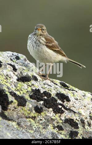 Water pipit with the last lights of the day on a rock Stock Photo