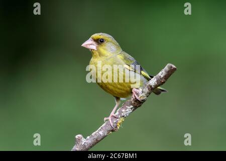 Male of European greenfinch in the last lights of day Stock Photo
