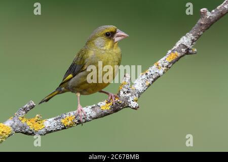 Male of European greenfinch in the last lights of day Stock Photo