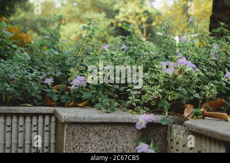 Marble Rock Steps and staircases temple shrine sitting lawn. Public park Decoration with winter flowering plants. Front or back yard garden design of Stock Photo
