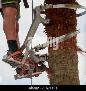 copy space dangerous job, man climbing, palm tree pruning with special climbing tool, job safety, safe gardeners tools Stock Photo