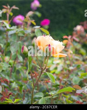 A high resolution view portrait style of Rosa Lady of Shallot (Ausnyson) Stock Photo