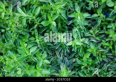 Herb Gardening - a close-up view of Origanum growing in a herb garden ( Kent Beauty Variety) Stock Photo