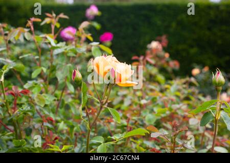 Plants & Gardens - Rosa Lady of Shallot (Ausnyson) Stock Photo
