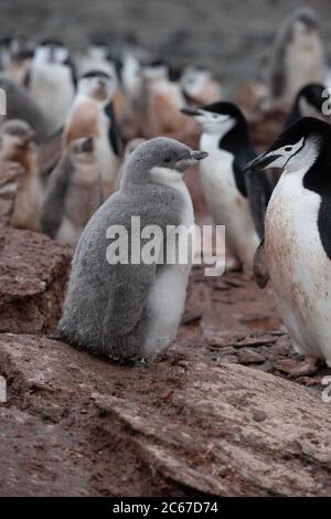 Chinstrap Penguin (Pygoscelis antarctica) chicks in colony on Signy Island, South Shetlands, Antarctica Stock Photo