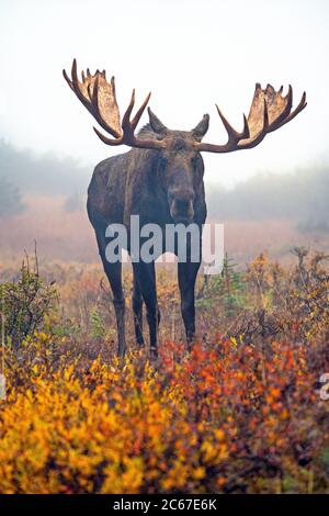 bull moose in fog Stock Photo