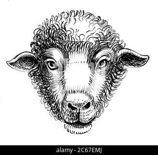 Sheep illustration, Sheep Lamb and mutton Face, Simple Sheep s, head,  cartoon, snout png | PNGWing