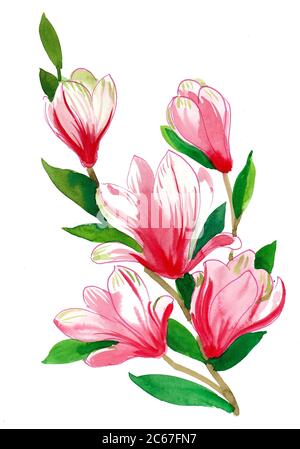 Blossoming tropical tree with pink flowers. Ink and watercolor drawing Stock Photo