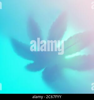 Bright color shadow of leaf marijuana on trendy blue blurred background. Flat lay. Minimal concept with leaf. Blurred. Stock Photo
