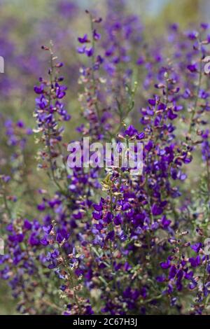 Purple Raceme, California Indigo Bush, Psorothamnus Arborescens ...