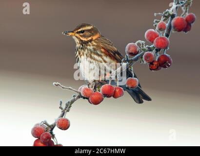 Wintering Redwing (Turdus iliacus) sitting in a tree in an urban area in the Netherlands. Stock Photo
