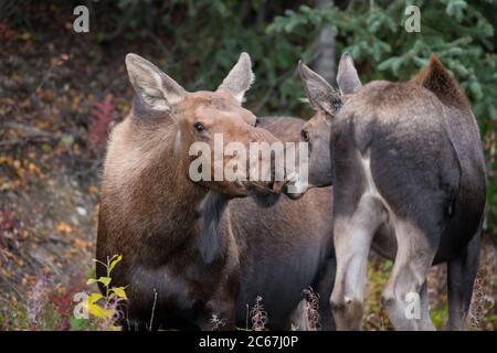 A cow moose and its yearling exchange a loving kiss in Denali National Park, Alaska, USA Stock Photo