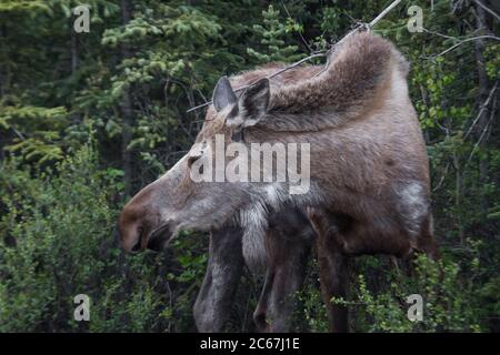 A cow moose facing camera but with head turned left in rugged spring coat, Denali National Park, Alaska, USA Stock Photo