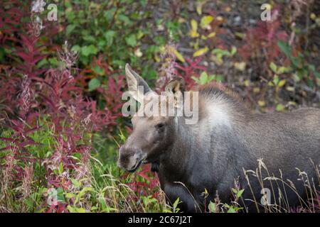 A moose yearling walking in Denali National Park, Alaska, USA Stock Photo