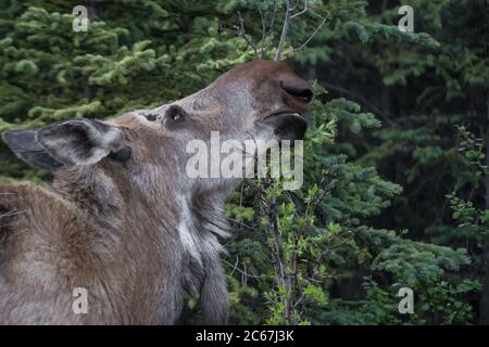 Close up of a cow moose eating leaves from a tree in a rugged spring coat, Denali National Park, Alaska, USA Stock Photo