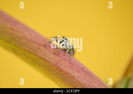 Feeling small in a big world. Zebra spider close up. Salticus scenicus. Jumping spider macro. Stock Photo