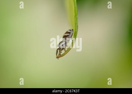 Feeling small in a big world. Zebra spider close up. Salticus scenicus. Jumping spider macro. To jump or not to jump... Stock Photo