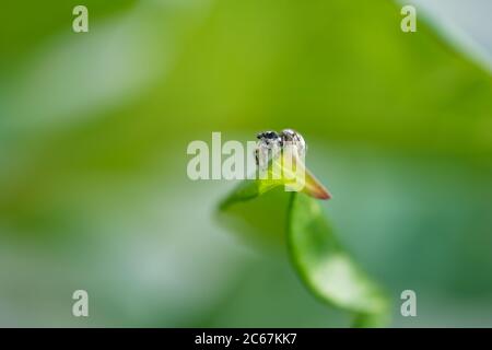 Feeling small in a big world. Zebra spider close up. Salticus scenicus. Jumping spider macro. To jump or not to jump... Stock Photo