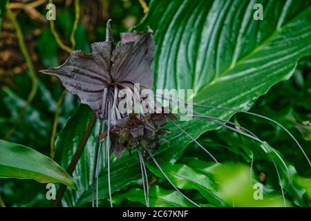 Black Bat. Tacca Chantrieri. Cat's Whiskers. Devil Flower Stock Photo