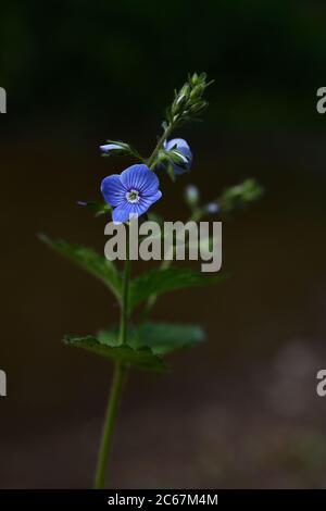 The closeup shot of blooming base vervain in its natural environment, Tver region, Russia Stock Photo