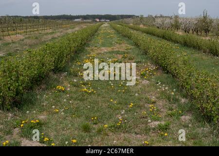 Currant Rows landscape with currant plants growing in a row Stock Photo - Alamy